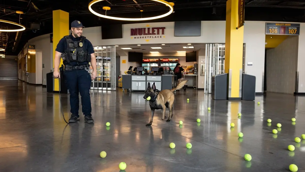 Man in a polic uniform walking next to a police dog with a tennis ball in its mouth. Man in a polic uniform walking next to a police dog with a tennis ball in its mouth.