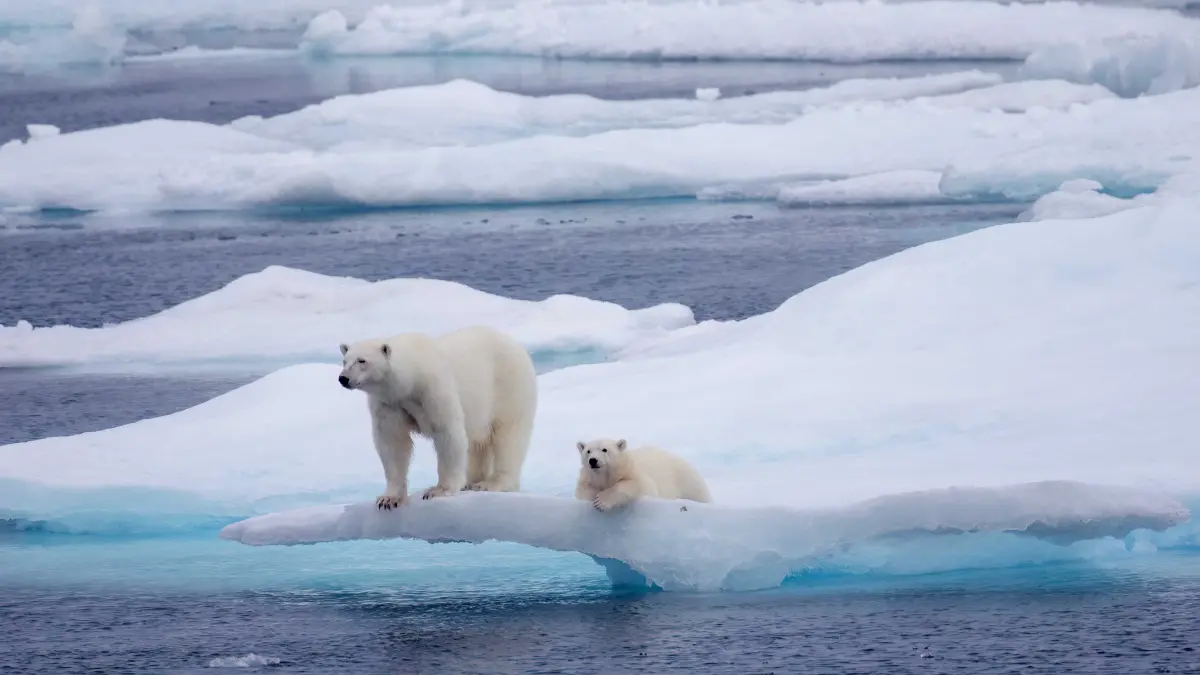 Mother and child polar bear at the endge of a glacier in the Last Ice Area of northern Canada. Mother and child polar bear at the endge of a glacier in the Last Ice Area of northern Canada.