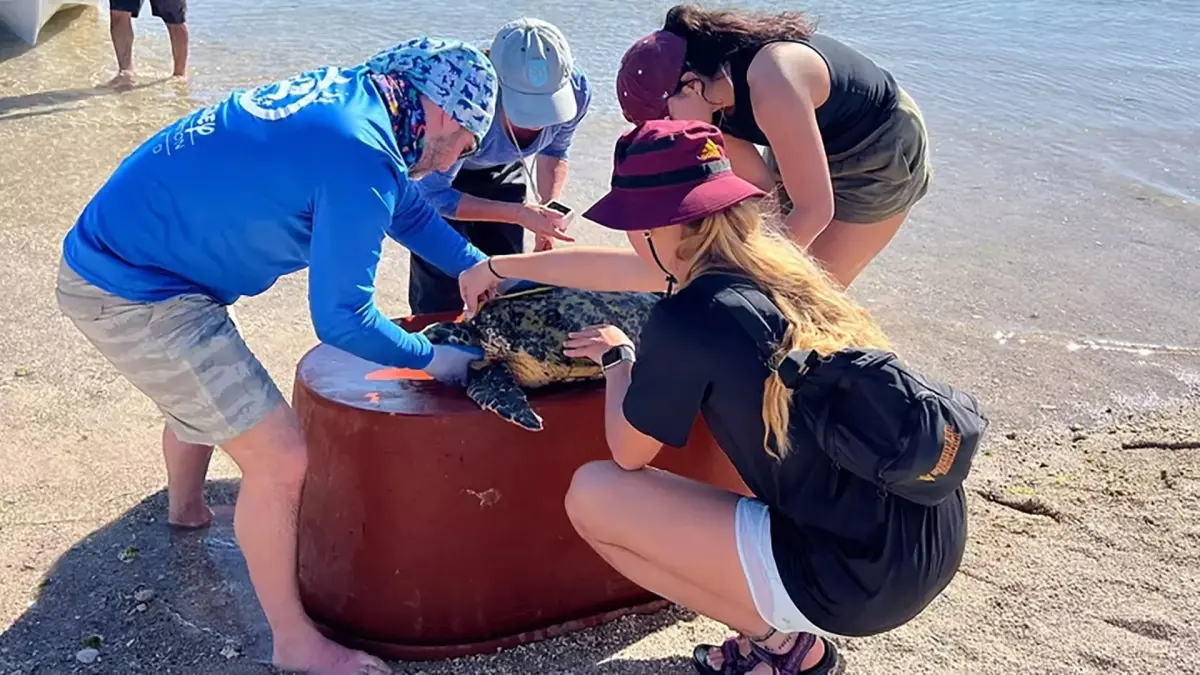 Image from ASU News group of soccer students analyzing turtle on beach